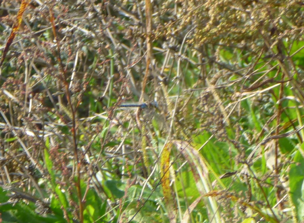 Odonata - Aeshna mixta maschio